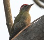 [Streak-throated Woodpecker]