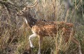 [Spotted Deer]