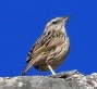 [Upland Pipit]