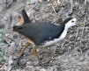 [White-breasted Waterhen]