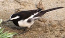 [White-browed Wagtail]