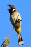 [White-cheeked Bulbul]