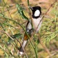 [White-eared Bulbul]