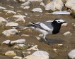 [White Wagtail]