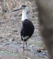 [Wooly-necked Stork]