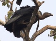 [White-rumped Vulture]