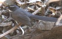 [White-throated Fantail]