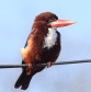 [White-throated Kingfisher]