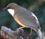 [White-throated Laughingthrush]