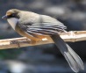 [White-throated Laughingthrush]