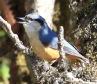 [White-throated Nuthatch]