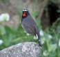 [White-tailed Redthroat]