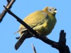 [Yellow-footed Pigeon]