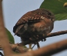 [Asian Barred Owlet]