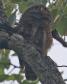 [Asian Barred Owlet]