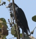 [Asian Koel]