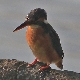 [Blue-eared Kingfisher]