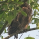 [Brown Fish-Owl]