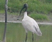 [Black-headed Ibis]