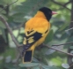 [Black-hooded Oriole]