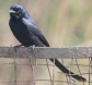 [Black Drongo]