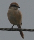 [Brown Shrike]