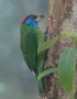 [Blue-throated Barbet]