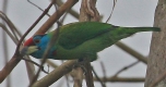 [Blue-throated Barbet]