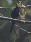 [Black-throated Sunbird]