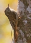 [Brown-throated Treecreeper]