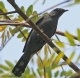 [Black-winged Cuckoo-Shrike]