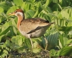 [Bronze-winged Jacana]