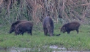 [Wild Boar]