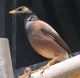 [Common Myna]