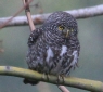 [Collared Owlet]