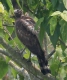 [Crested Serpent Eagle]