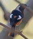 [Daurian Redstart]