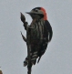 [Darjeeling Woodpecker]