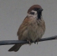 [Eurasian Tree Sparrow]