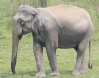 [Asian Elephant]