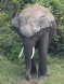 [Asian Elephant]