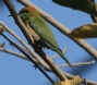 [Green Bee-Eater]