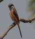 [Grey-backed Shrike]