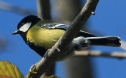 [Green-backed Tit]