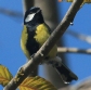 [Green-backed Tit]