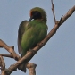 [Golden-fronted Leafbird]