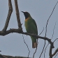 [Golden-fronted Leafbird]