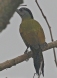 [Grey-faced Woodpecker]