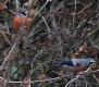 [Grey-headed Bullfinch]