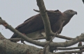 [Grey-headed Fish-Eagle]